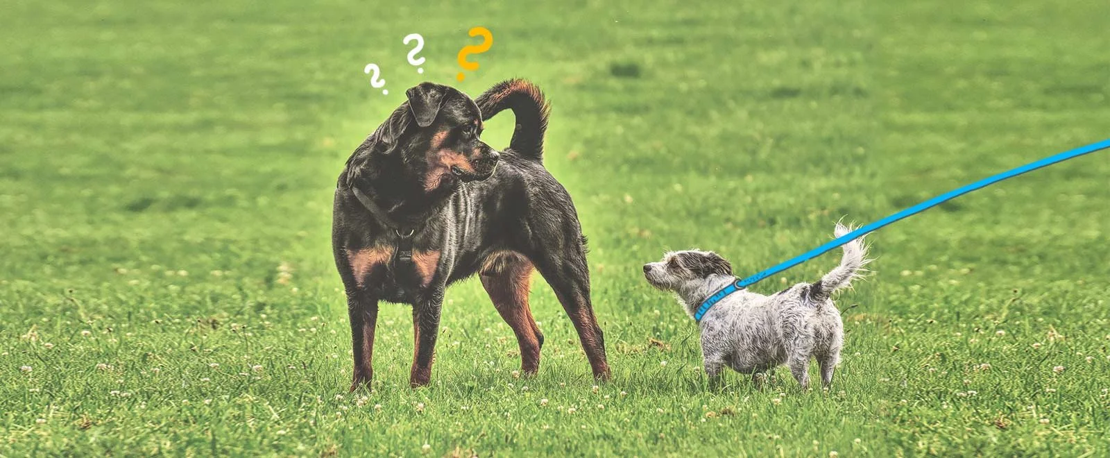 Wie bringe ich meinem Hund bei, andere Hunde zu ignorieren? — confidu